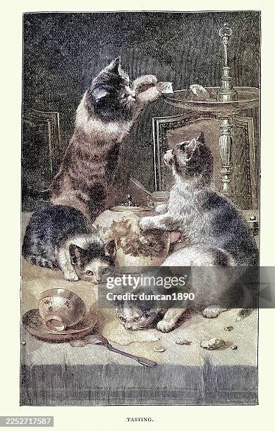 curious cats stealing buns from a table, drinking spilt milk, animal art, victorian 1890s vintage illustration - cat licking stock illustrations
