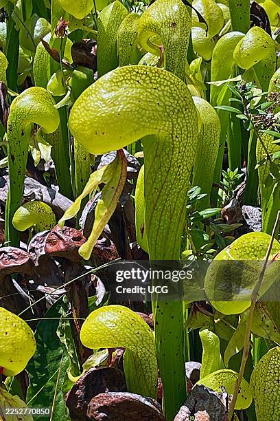 Carnivorous California pitcher plant Darlingtonia californica in a bog within the Darlingtonia State Natural Site along the Oregon coast near...