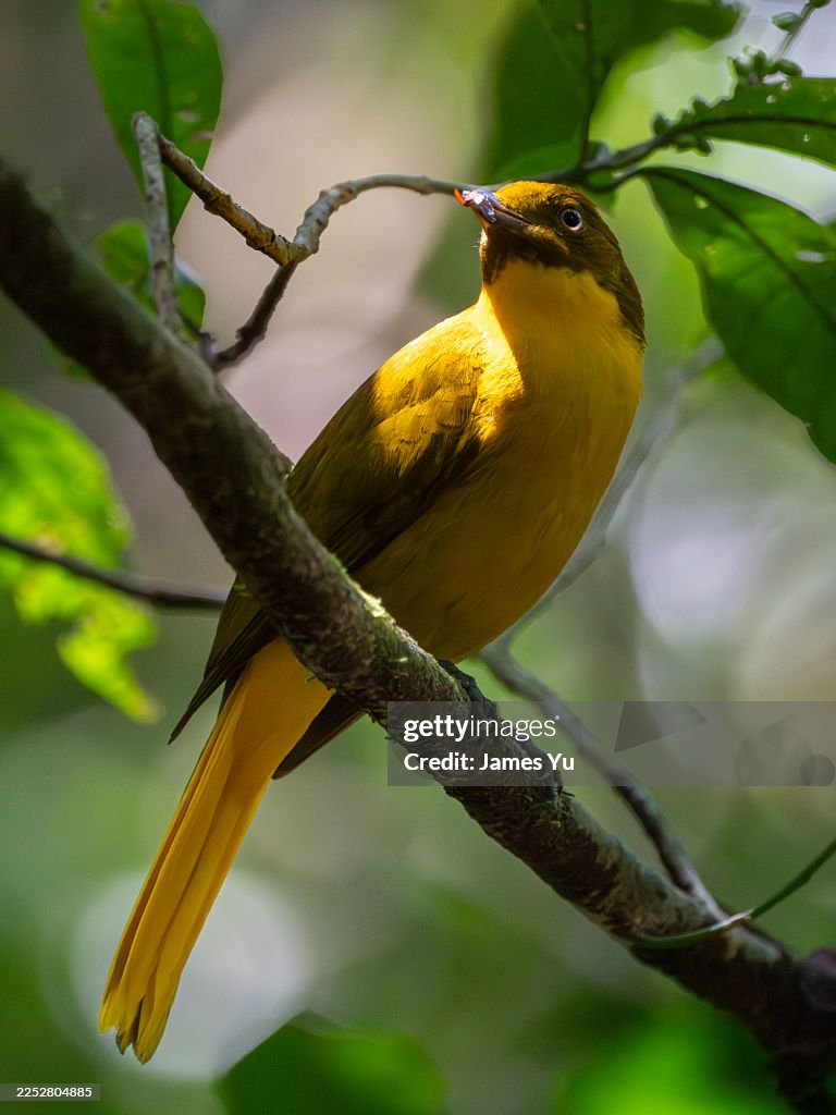 Golden Bowerbird5