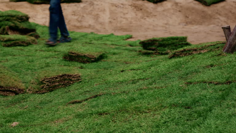 https://media.gettyimages.com/id/2252848914/video/close-up-view-of-planting-grass-in-the-backyard-by-unfolding-the-grass-sheets-and-placing.jpg?b=1&s=640x640&k=20&c=Fvaxn4vfkiVk6aJJQksDkT1Ml0t4vqru3z-SyImIwe0=