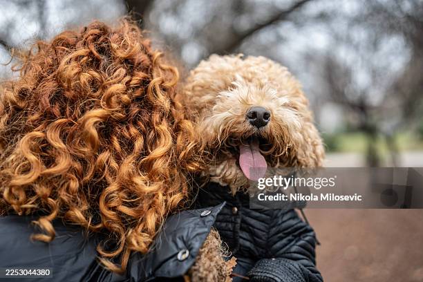 cuddling curly labradoodle companions outdoors in jackets share warm, playful moment - standard poodle stock pictures, royalty-free photos & images