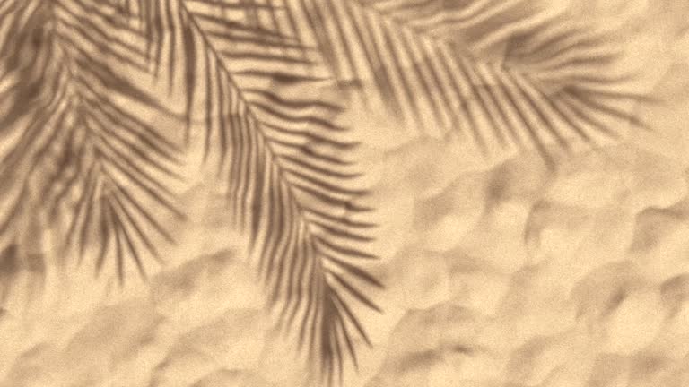 https://media.gettyimages.com/id/2253106070/video/palm-tree-leaves-shadow-on-sand.jpg?b=1&s=640x640&k=20&c=yAY902TtRDmvCMHS2DynOCILAkT9zn2zez351HU4PfU=