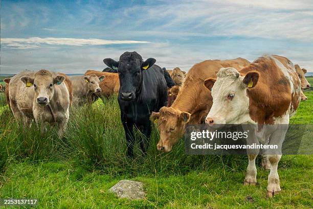 un groupe de vaches, noires et brunes - bovin photos et images de collection