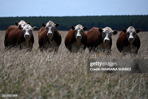 Hereford cattle are pictured at a farm near Capilla del Sauce, Florida Department, some 185 km north of Montevideo, on November 28, 2025.