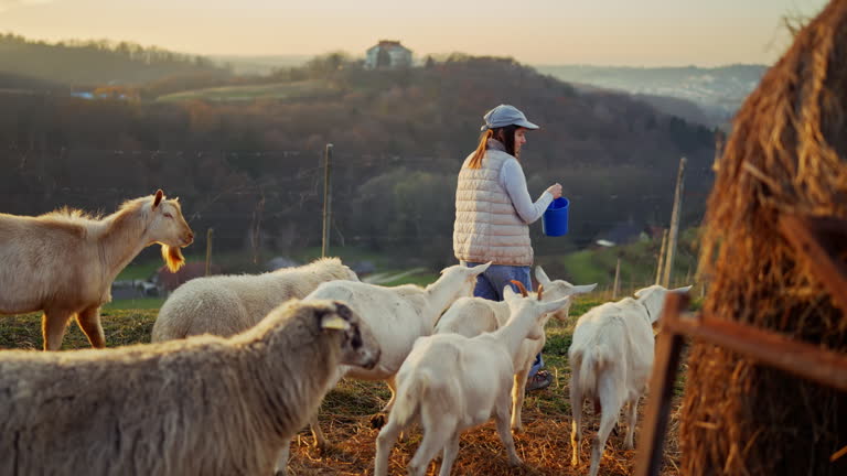 https://media.gettyimages.com/id/2253320375/video/young-female-shepherd-carrying-bucket-while-feeding-goats-on-hillside-pasture-in-rural.jpg?b=1&s=640x640&k=20&c=h0jg2vKZM_JLhl1DEqvn4IOK__dZmQDHu9CgHCA8QXM=