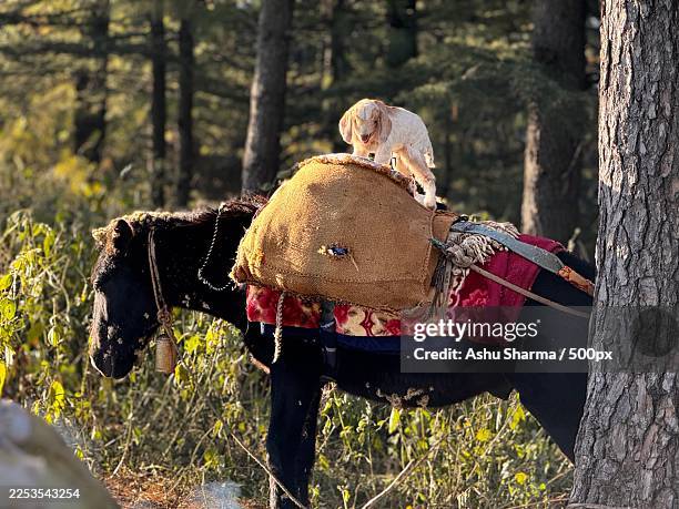 a small goat stands on a pack horse in a sunlit forest, showcasing a unique and charming animal interaction in nature - strap stock pictures, royalty-free photos & images
