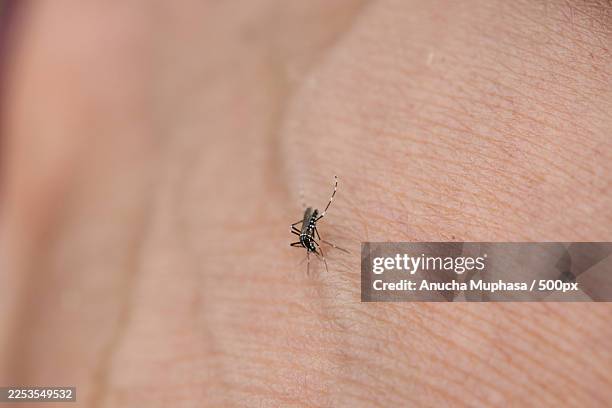 close-up of a mosquito on human skin, highlighting the potential for disease transmission - west nile virus stock pictures, royalty-free photos & images
