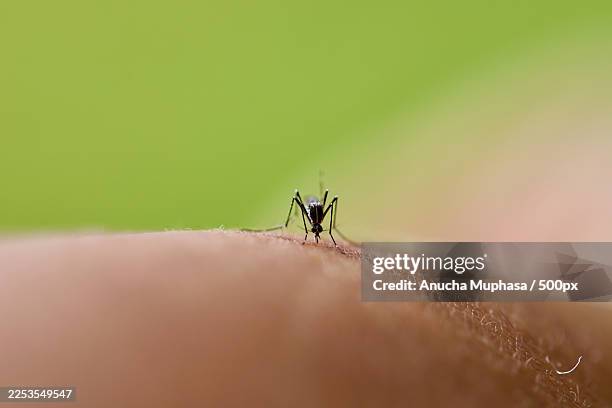 close-up of a mosquito on human skin, biting and feeding, highlighting insect-borne disease risk - zanzara foto e immagini stock