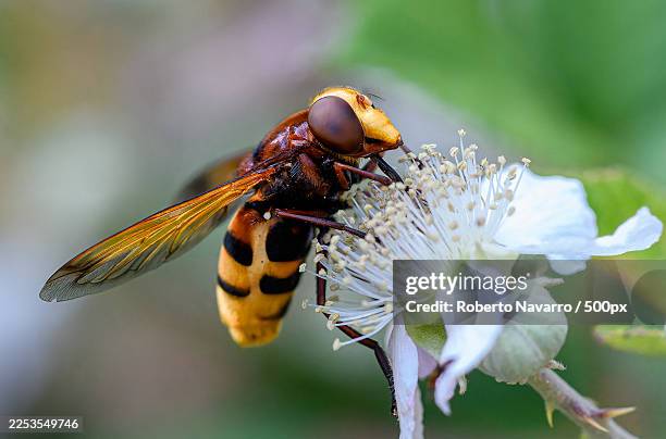 close-up of a hornet hawk moth on a white flower, showcasing its intricate details and vibrant colors in nature - inseto imagens e fotografias de stock