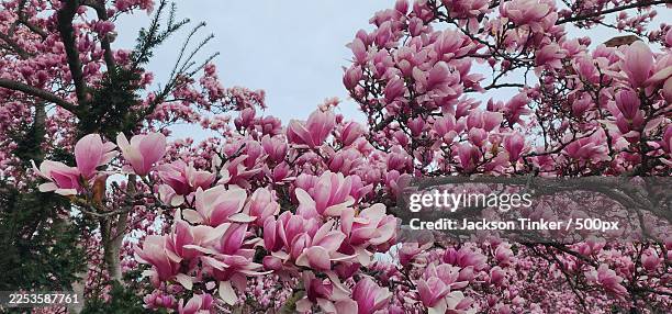 vibrant pink magnolia blossoms herald the arrival of spring, captured from a low angle view against a soft sky - tulip tree stock pictures, royalty-free photos & images