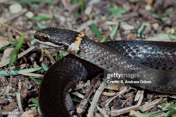 ring-neck snake - ringneck snake stock pictures, royalty-free photos & images