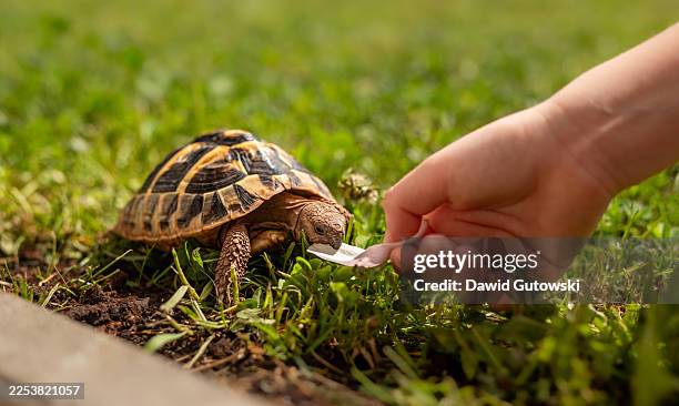 feeding a tortoise on the grass with a flower petal - griechische landschildkröte stock-fotos und bilder