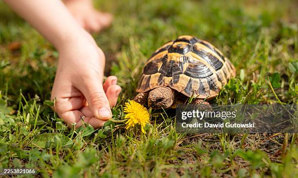 feeding a tortoise on the grass with dandelion flower - pet turtle stock pictures, royalty-free photos & images