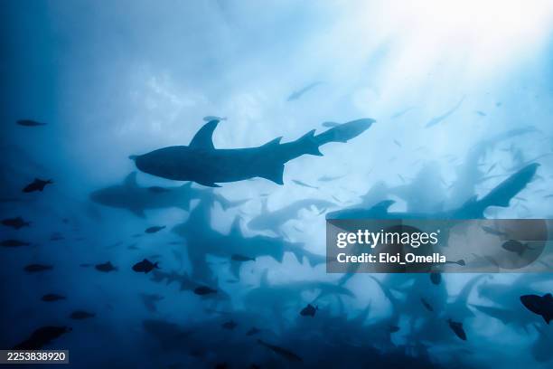 squali infermiere in formazione nuotano sott'acqua nell'oceano azzurro limpido. creando una sagoma atmosferica contro la luce intensa del sole - fondale marino foto e immagini stock