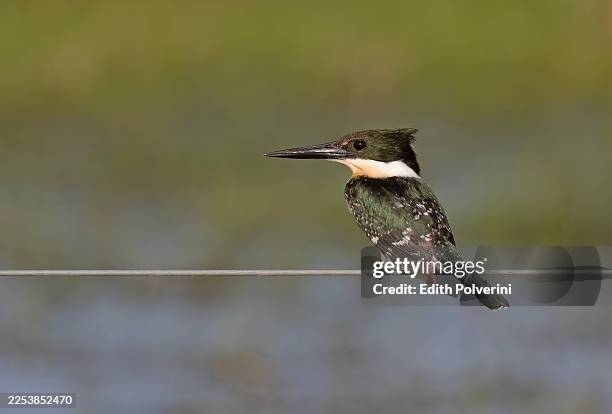 507 Green Kingfisher Stock Photos and High-Res Images - Getty Images