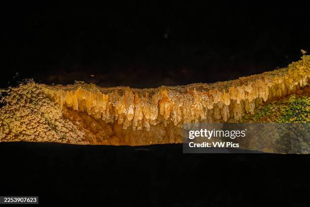 Detail of delicate cave popcorn speleothems in the Big Room in Carlsbad Caverns National Park, New Mexico.