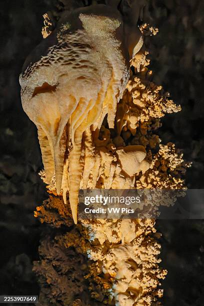 Detail of speleothem formations in the Big Room in Carlsbad Caverns National Park, New Mexico.