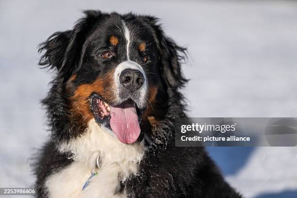 January 2026, Baden-Württemberg, Oberndorf am Neckar: A Bernese mountain dog can be seen in a snowy winter landscape. Photo: Silas Stein/dpa