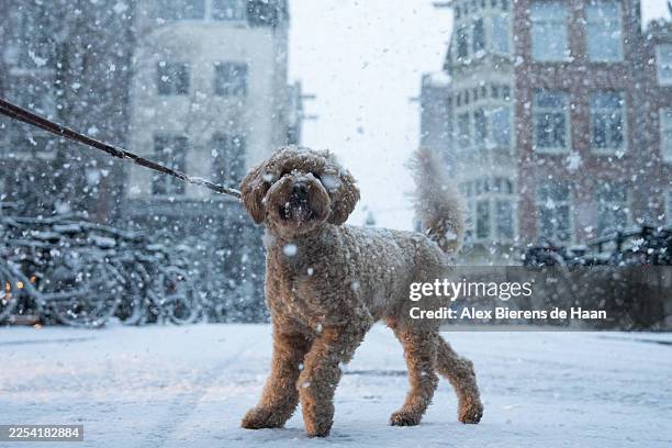 Man walks his dog during heavy snow fall in the Jordaan district of the city center on January 05, 2026 in Amsterdam, Netherlands.
