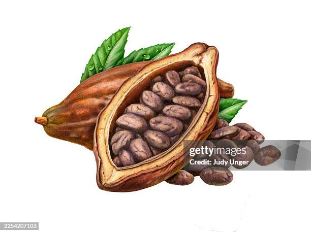 cacao beans - cocoa bean stock illustrations