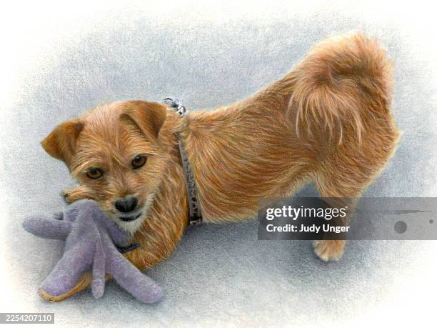 terrier-mix - realismus stock-grafiken, -clipart, -cartoons und -symbole