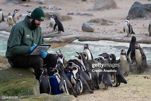 Humboldt penguins are counted during London Zoo annual stocktake, marking the start of ZSL 200th anniversary celebrations, in London, United Kingdom...