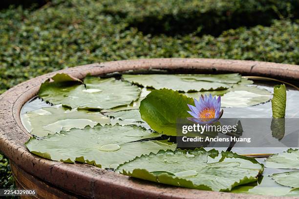 close-up of purple water lily flower blooming in clay pot with floating green leaves, concept of zen, nature and summer garden. - aquatisches lebewesen stock-fotos und bilder