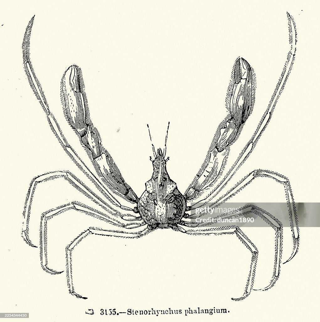 Stenorhynchus phalangium, Leach's spider crab or Mediterranean spider crab, is a small, long-legged marine spider crab, Wildlife, Vintage illustration