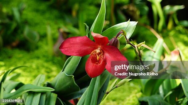 Red Orchid | Historic Iris Preservation Society Redorchid