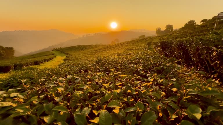 https://media.gettyimages.com/id/2254421317/video/tea-plantation-terrace.jpg?b=1&s=640x640&k=20&c=04R_TRMp_CptcJrNLhK271vh9JLM5wrlHXes4yt_-cQ=