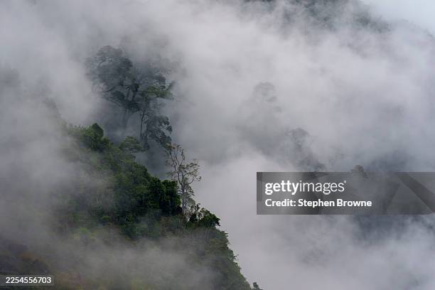 Misty forested mountainside in heavy fog