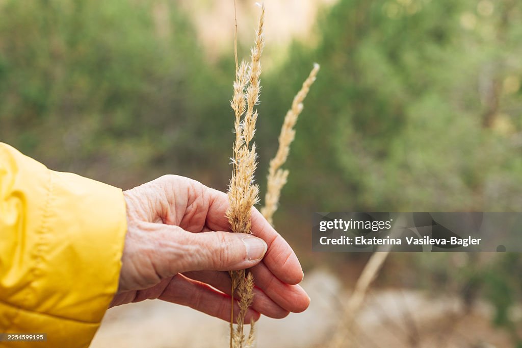 Hand touching dry grass outdoors while hiking
