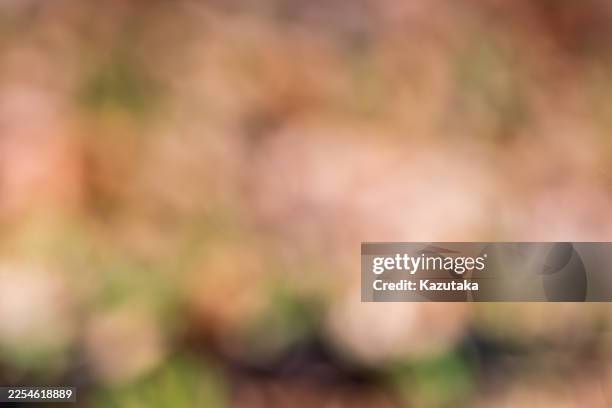 Abstract Warm Autumnal Floral Bokeh