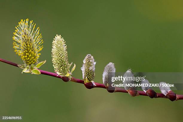 close-up of a willow branch showcasing the stages of catkin development from bud to fully bloomed, set against a soft green background - pussy willow stock pictures, royalty-free photos & images
