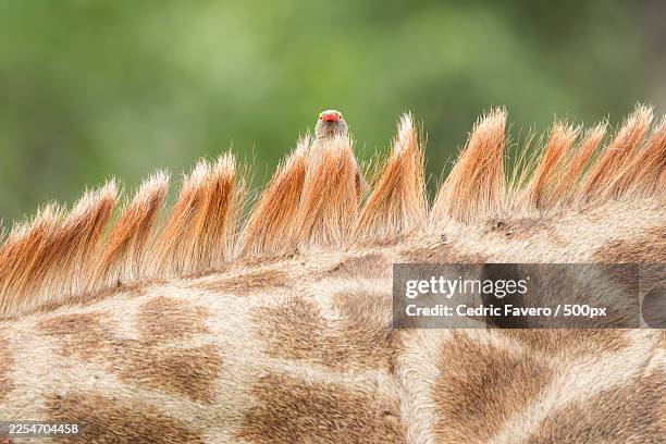 close-up of a small bird with a red beak perched on the mane of a giraffe, blending into the textured fur - girafa da áfrica do sul girafa - fotografias e filmes do acervo