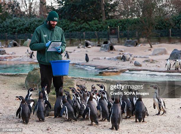 Zookeeper counts the Humboldt penguins during the London Zoo's Annual Stocktake. London Zoo kicks off the Zoological Society of London 's 200th...