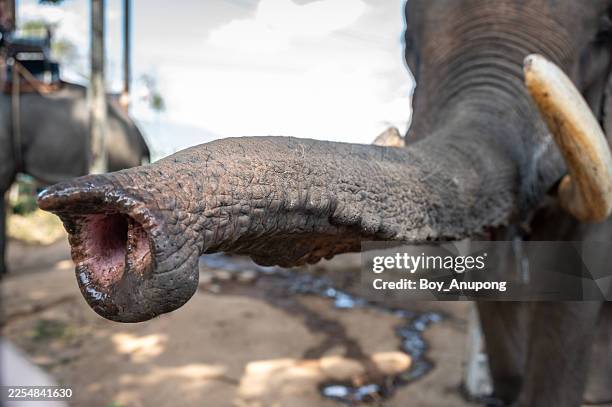 cropped shot view of an elephant trunk, used for breathing, smelling, drinking (sucking water in and squirting into its mouth), eating, touching, and making sounds. - elefantenrüssel stock-fotos und bilder