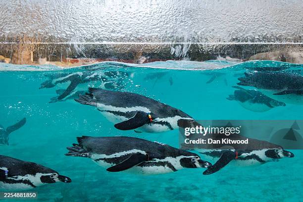 Humboldt penguins in their enclosure during the annual stocktake at ZSL London Zoo on January 06, 2026 in London, England. During the annual...