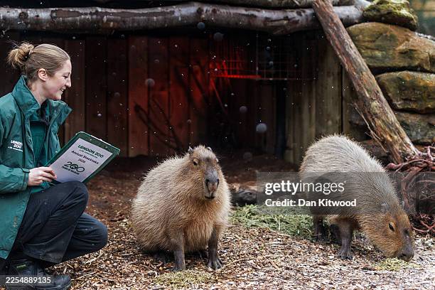 Zookeeper Holly Dorning entices the Capybara from their their heated enclosure during a brief snow shower to take part in the annual stocktake at...