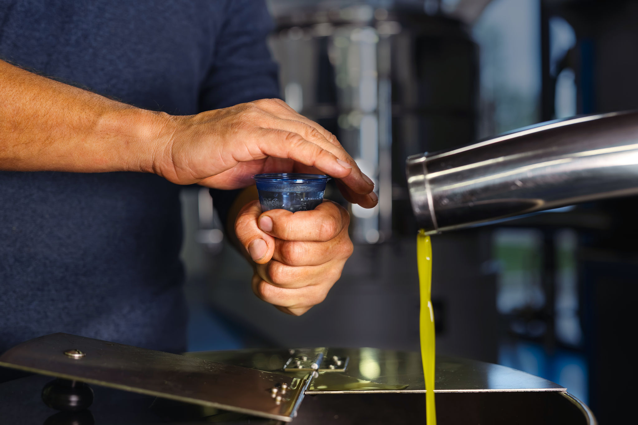 olive oil certification