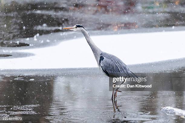 Grey heron walks across a pond in the snow at London Zoo on January 06, 2026 in London, United Kingdom. The Met Office has given a weather warning of...