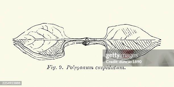 botany, leaves and stem of japanese knotweed polygonum cuspidatum, is a species of herbaceous perennial plant, 19th century, 1850s victorian art - japanese knotweed stock illustrations
