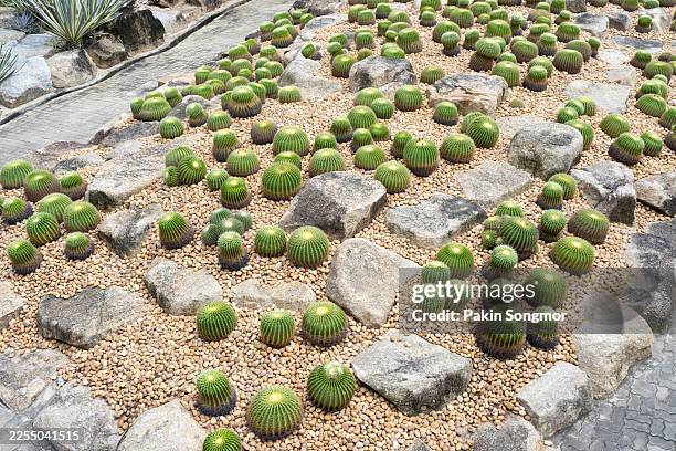 71 Fat Cactus Stock Photos and High-Res Images - Getty Images