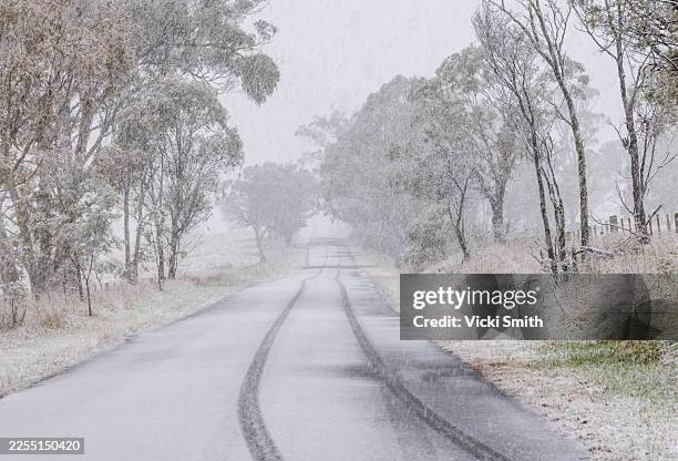 tree lined road in the snow - natures window stock pictures, royalty-free photos & images