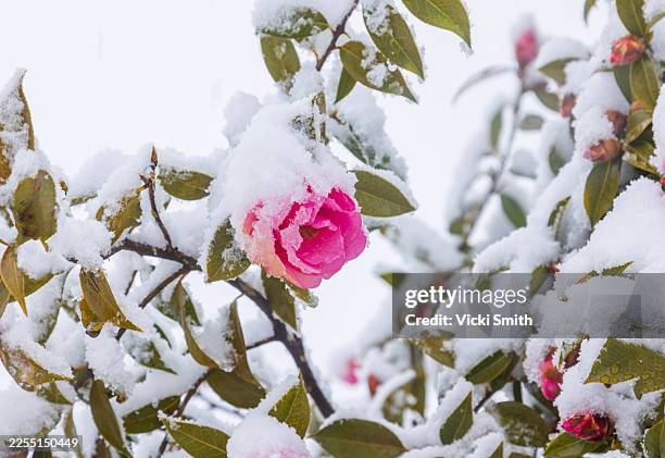 snow covered branches and leaves with a pink snow-covered flower - natures window stock pictures, royalty-free photos & images