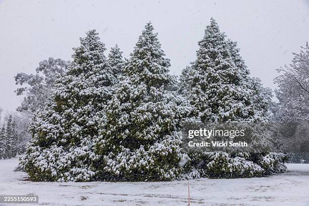 large cyprus trees in a row covered in snow - natures window stock pictures, royalty-free photos & images