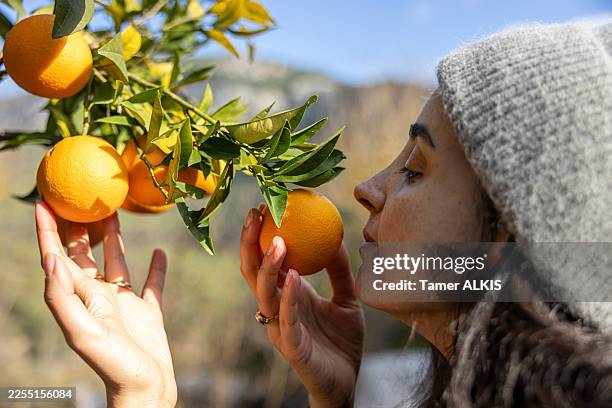 smelling a fresh orange on the tree - orange tree isolated stock pictures, royalty-free photos & images