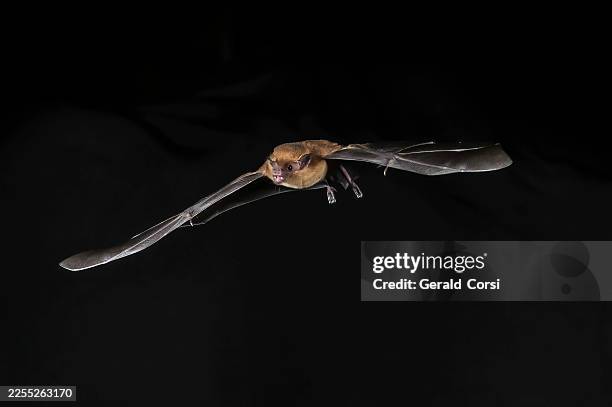 the lesser long-nosed bat (leptonycteris yerbabuenae) is a medium-sized bat found in central and north america. cloud forest in costa rica. - bat animal stock pictures, royalty-free photos & images