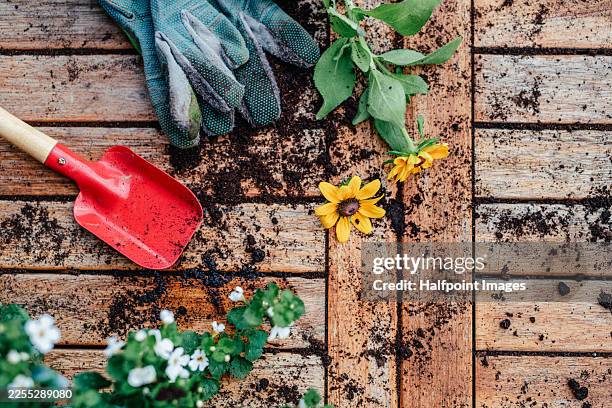 flower prepared for replanting, potting. - garden trowel stock pictures, royalty-free photos & images