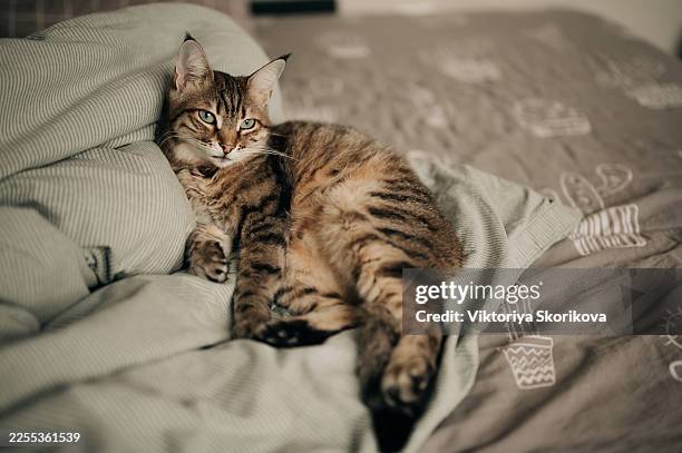 european shorthair cat sleeping in bed at home - pillow stock pictures, royalty-free photos & images